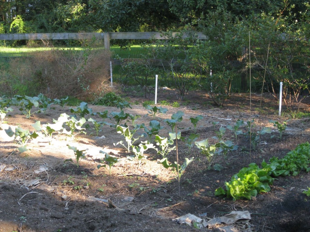 New crops in former potato bed