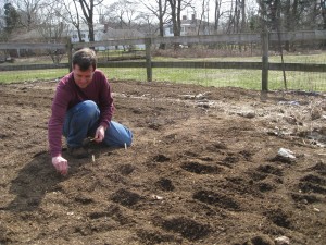 Staking bok choy