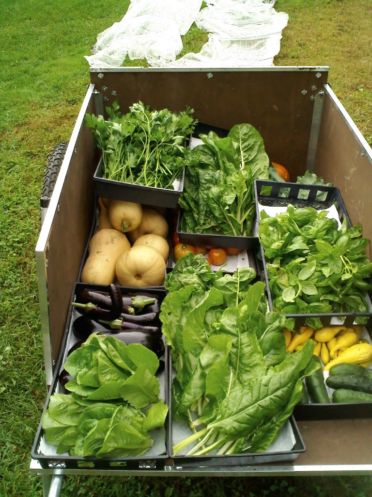 Pumpkins, Butternut Squash, Kale, Lettuce, Swiss Chard, Cucumbers, Yellow Squash, Eggplant, Tomatoes and Cherry Tomatoes