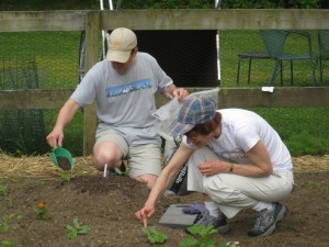 Fertilizing and Planting