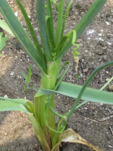 Garlic Frond Corkscrews