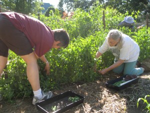 Discerning volunteers picking peas