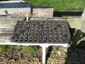 Broccoli seedlings