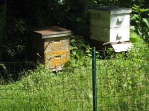 Garden Beehives are thriving