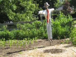 The garden scarecrow is back