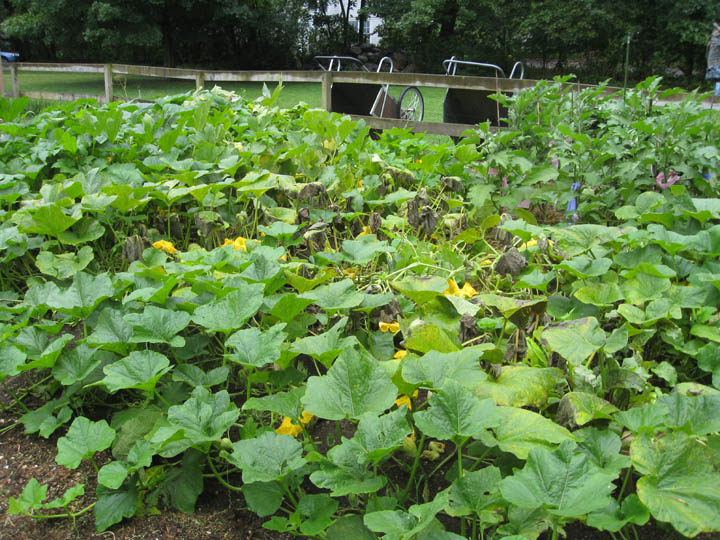 The “green sprawl” of the  butternut squash