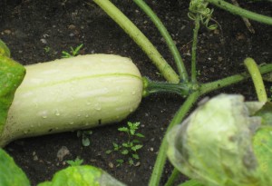 Immature butternut…note the leaves in the foreground are starting to die.