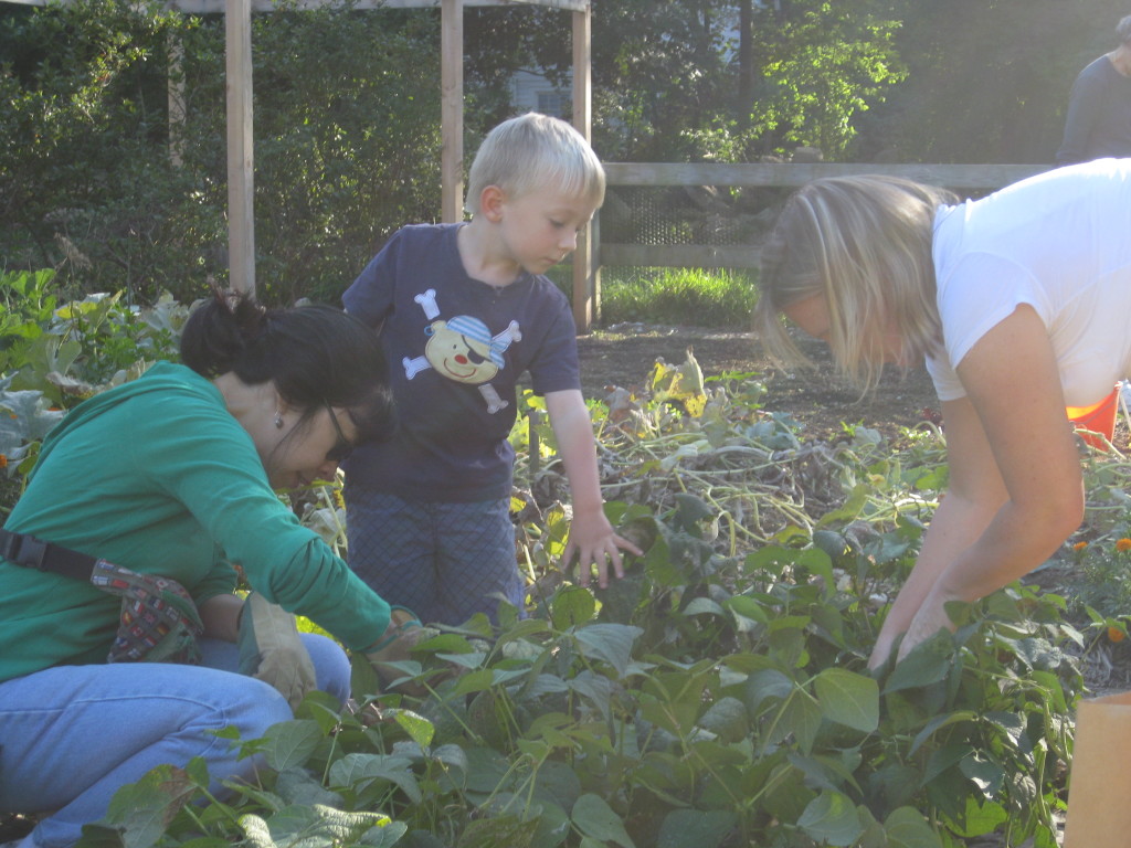 Our diligent bean pickers