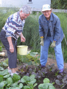 Watering and Weeding Bok Choy