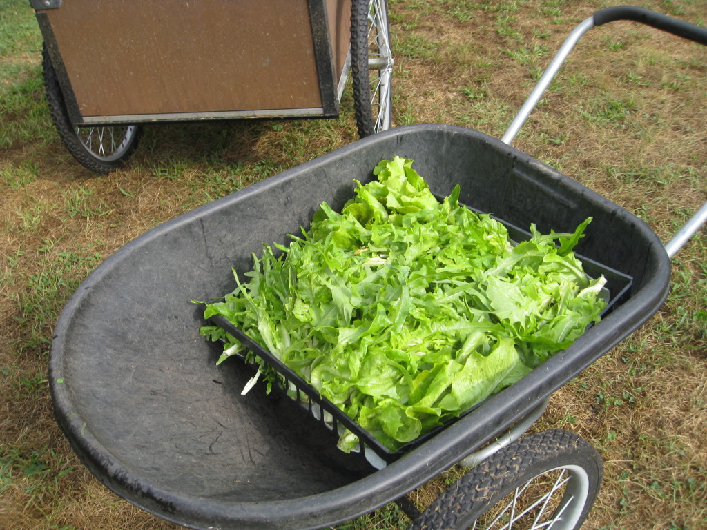 10 pounds of lettuce merits its own ride