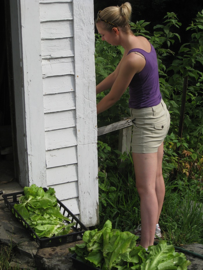 Rinsing the lettuce