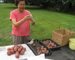 Cleaning the potatoes