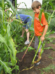 Pulling the stalks to make room for the next crop