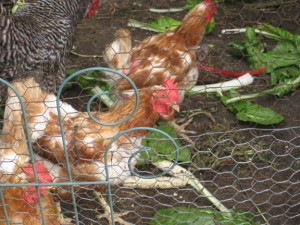 Chickens feasting on garden leftovers