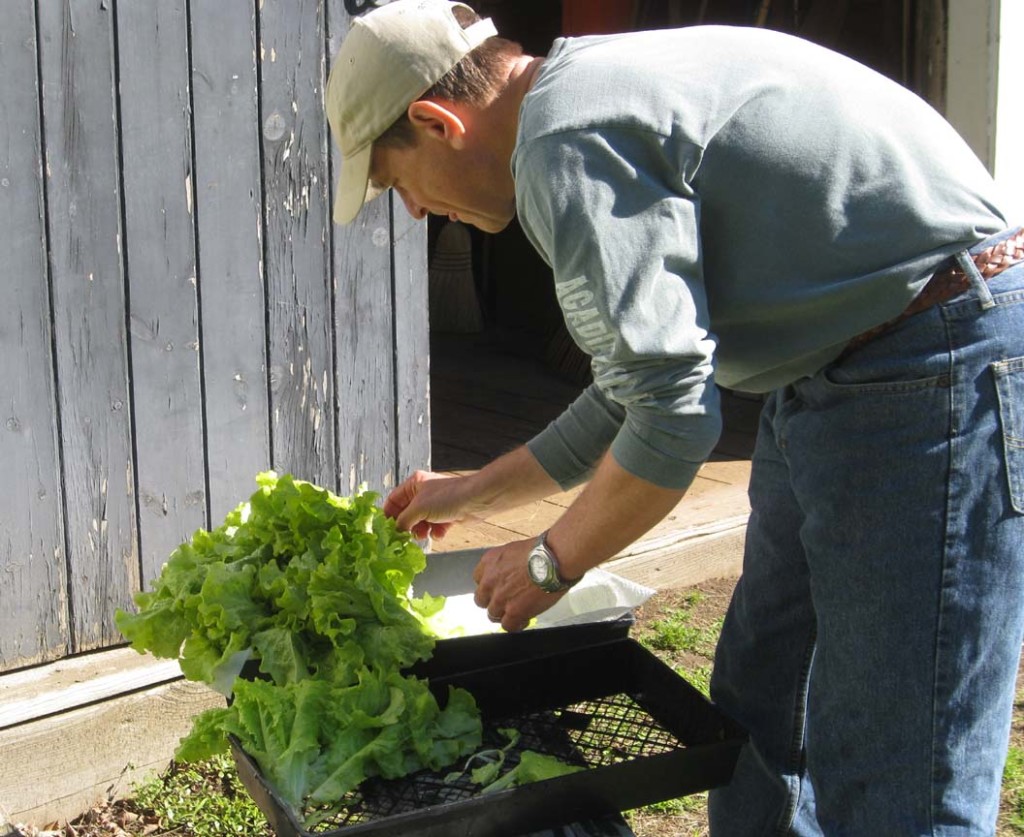 Mark rinsing lettuce