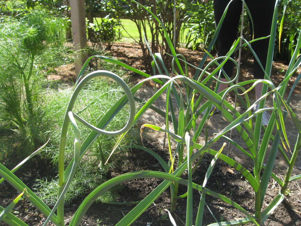 Garlic Scapes