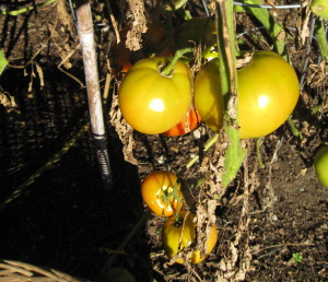 Unripe red tomatoes
