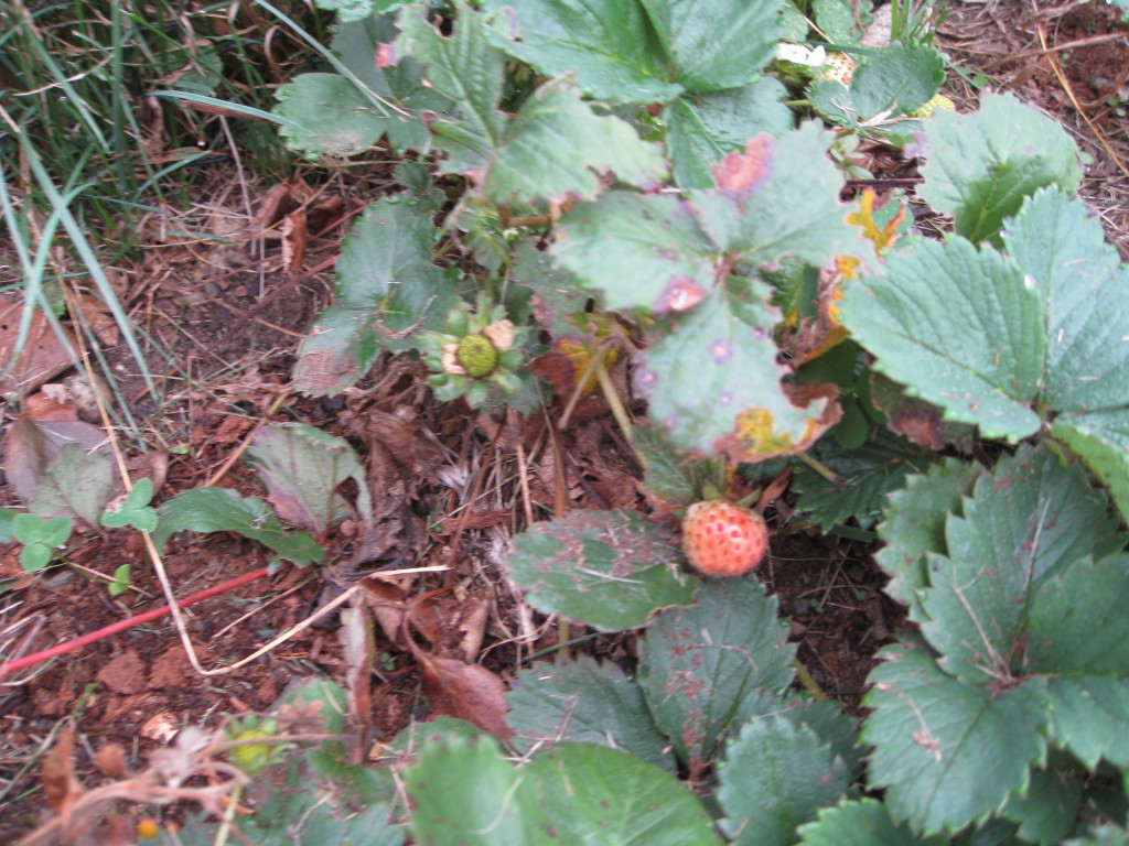 Would you believe strawberries in October? 