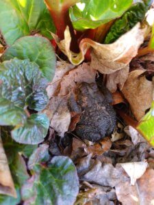 Toad at home in the garden